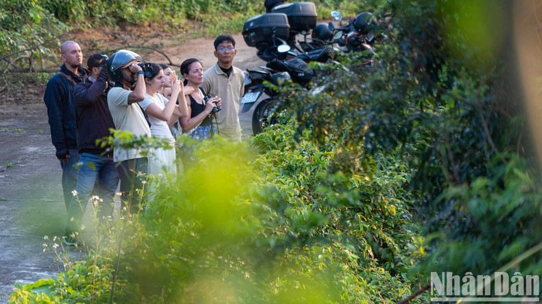 Les touristes aiment observer le troupeau de doucs sur la péninsule de Son Tra.