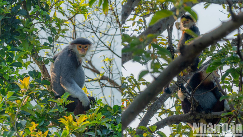 Un groupe de doucs mangent ensemble de jeunes feuilles.