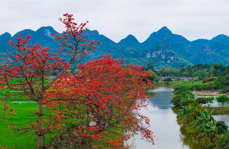 Située sur les rives de la rivière Day, à 45 km du centre de la capitale Hanoi, la commune d'An My est considérée comme « l'un des plus beaux endroits pour prendre des photos des fleurs de kapokier rouge à Hanoi ». De part et d'autre de la route du village sont plantés de nombreux kapokiers qui fleurissent simultanément fin mars.