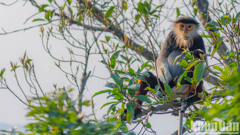 Sur le visage des doucs à pattes rouges adultes, les mâles et les femelles ont une longue fourrure blanche autour du visage.