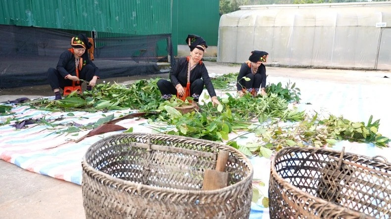 Les Dao à Dai Son, Van Yên (Yên Bai) préparent des herbes médicinales. Photo : NDEL. Les Dao à Dai Son, Van Yên (Yên Bai) préparent des herbes médicinales. Photo : NDEL.
