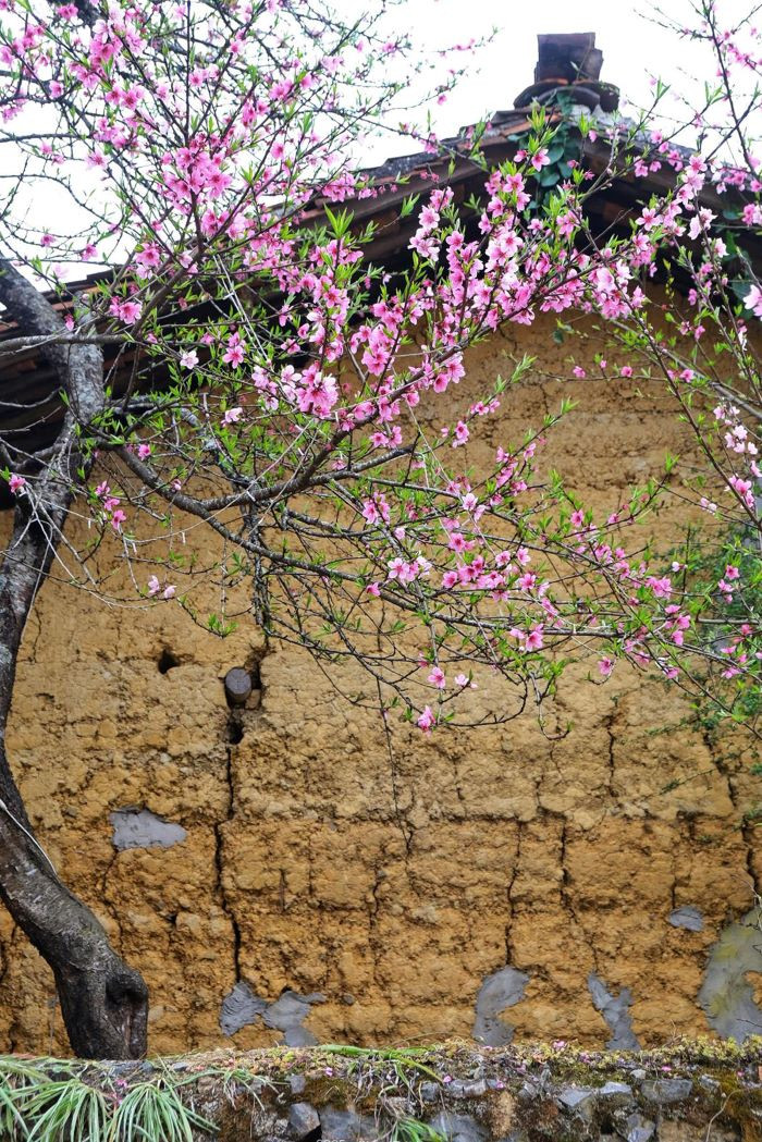 Le rose éclatant des fleurs contraste magnifiquement avec les murs jaunes des maisons “trinh tuong” (en torchis). Chaque foyer possède plusieurs pêchers qui fleurissent simultanément, offrant un paysage d’une rare beauté. Photo : Giang Trịnh. Le rose éclatant des fleurs contraste magnifiquement avec les murs jaunes des maisons “trinh tuong” (en torchis). Chaque foyer possède plusieurs pêchers qui fleurissent simultanément, offrant un paysage d’une rare beauté. Photo : Giang Trịnh.