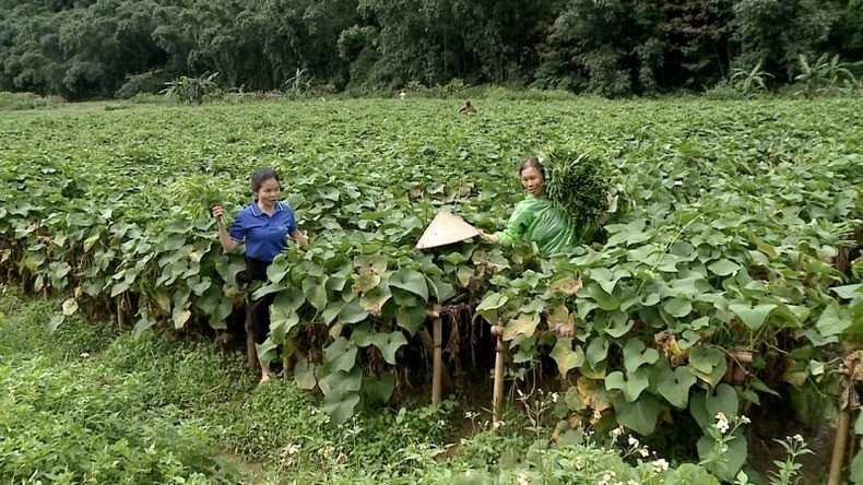 Les cultures de légumes propres de la Coopérative de production de légumes sûrs de Quyêt Chiên assurent un revenu stable aux habitants des régions montagneuses. Photo : NDEL. Les cultures de légumes propres de la Coopérative de production de légumes sûrs de Quyêt Chiên assurent un revenu stable aux habitants des régions montagneuses. Photo : NDEL.