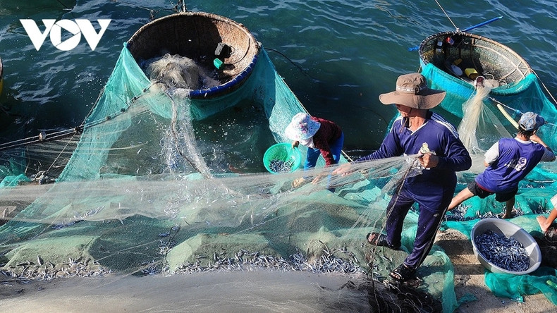 En fin d’après-midi, les bateaux de pêche regagnent le quai de Cu Lao Re: un moment idéal pour découvrir la vie des pêcheurs locaux… En fin d’après-midi, les bateaux de pêche regagnent le quai de Cu Lao Re: un moment idéal pour découvrir la vie des pêcheurs locaux…