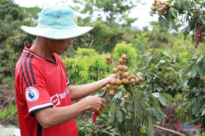 M. Dang dans le verger de longaniers de la famille. Photo : Hai Duong. M. Dang dans le verger de longaniers de la famille. Photo : Hai Duong.
