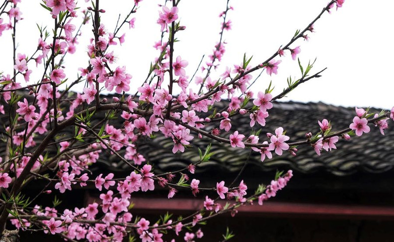 Les pêchers de Lô Lô Chai sont actuellement à leur apogée, leurs fleurs épanouies dévoilant des pétales robustes et délicats. Photo : Giang Trịnh. Les pêchers de Lô Lô Chai sont actuellement à leur apogée, leurs fleurs épanouies dévoilant des pétales robustes et délicats. Photo : Giang Trịnh.