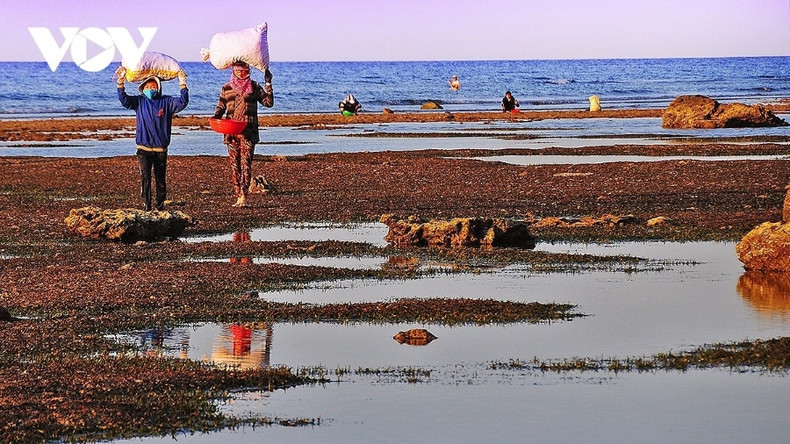Des femmes récoltent des algues sur les rochers pour leur consommation familiale ou pour la vente aux commerçants du continent. Photo: VOV Des femmes récoltent des algues sur les rochers pour leur consommation familiale ou pour la vente aux commerçants du continent. Photo: VOV