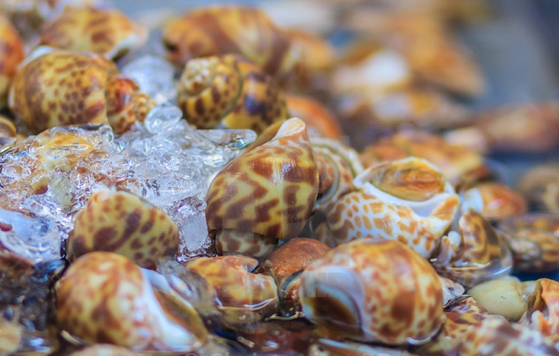La Chine importe principalement des bigorneaux, des palourdes et des pétoncles. Photo d'illustration La Chine importe principalement des bigorneaux, des palourdes et des pétoncles. Photo d'illustration