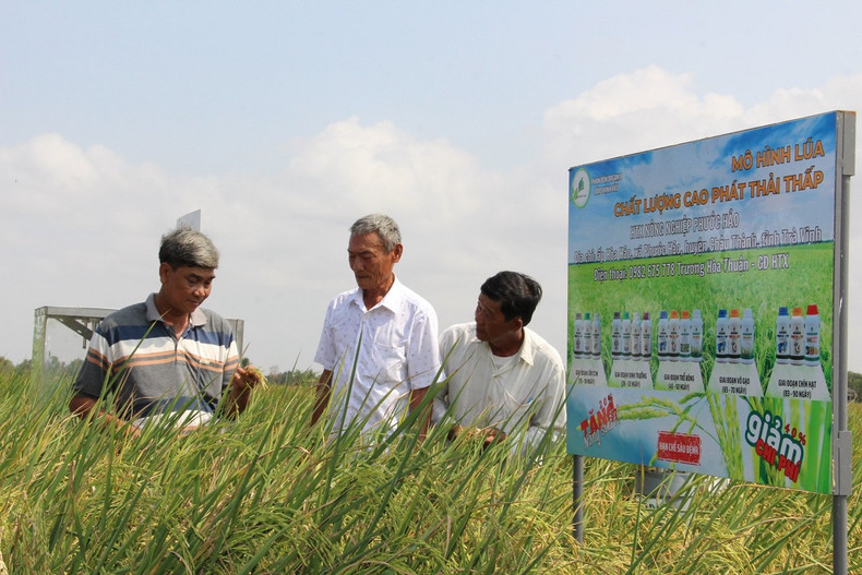 Le modèle pilote mis en œuvre à la Coopérative agricole Phuoc Hao, dans la commune de Phuoc Hao, district de Chau Thanh (Tra Vinh), sur une superficie de 50 hectares, a vu la participation de 46 ménages. Photo : Danviet. Le modèle pilote mis en œuvre à la Coopérative agricole Phuoc Hao, dans la commune de Phuoc Hao, district de Chau Thanh (Tra Vinh), sur une superficie de 50 hectares, a vu la participation de 46 ménages. Photo : Danviet.