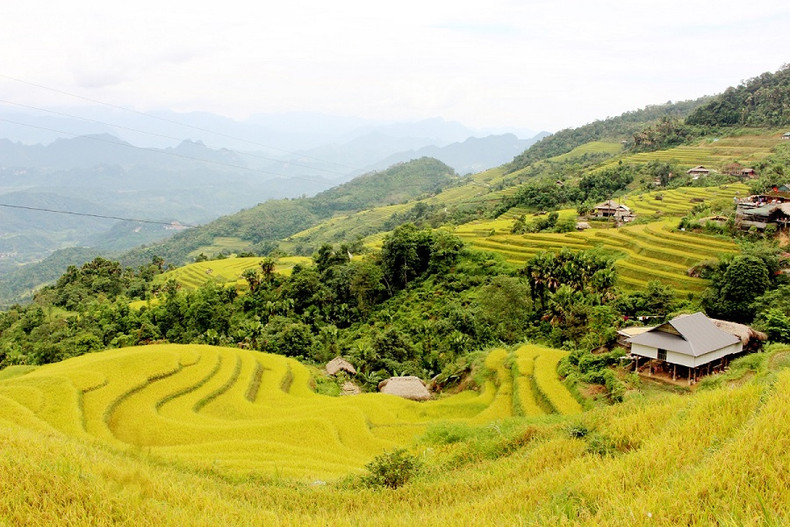 Des champs en terrasses superposées à Ha Giang. Photo : baohagiang. Des champs en terrasses superposées à Ha Giang. Photo : baohagiang.