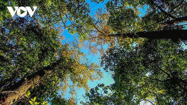 La région abrite de plus de 1 000 espèces végétales, ainsi que de nombreuses espèces animales, dont beaucoup sont répertoriées dans le Livre rouge du Vietnam. La région abrite de plus de 1 000 espèces végétales, ainsi que de nombreuses espèces animales, dont beaucoup sont répertoriées dans le Livre rouge du Vietnam.