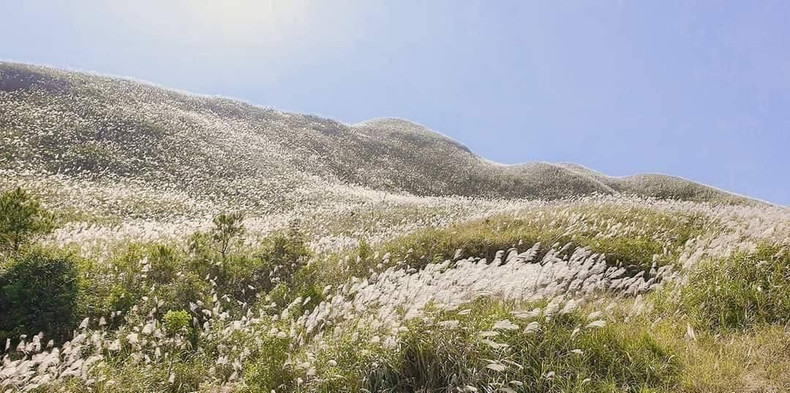 En automne, les collines sont couvertes de superbes roseaux blancs. Photo : petrotimes.vn En automne, les collines sont couvertes de superbes roseaux blancs. Photo : petrotimes.vn