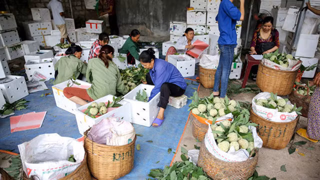 Lang Son: Plein d’animation sur le marché des pommes cannelles le plus grand du pays ảnh 6