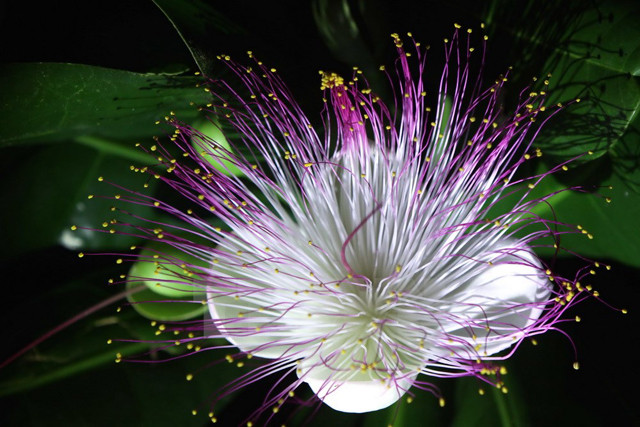 Contempler les fleurs de badamier à Truong Sa ảnh 5 Contempler les fleurs de badamier à Truong Sa ảnh 5