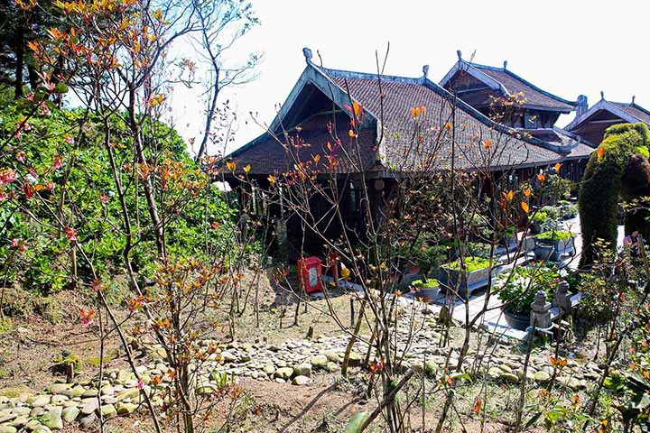 Floraison des pêchers au sommet de la montagne Bà Nà ảnh 1