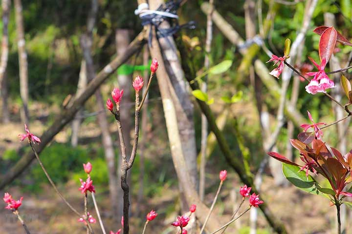 Floraison des pêchers au sommet de la montagne Bà Nà ảnh 3