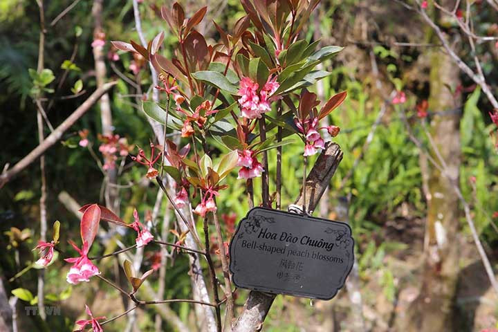 Floraison des pêchers au sommet de la montagne Bà Nà ảnh 4