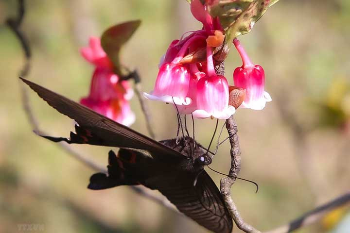 Floraison des pêchers au sommet de la montagne Bà Nà ảnh 2
