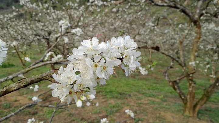 La spectaculaire floraison des pruniers sur le plateau de Môc Châu, annonciatrice du printemps ảnh 3 La spectaculaire floraison des pruniers sur le plateau de Môc Châu, annonciatrice du printemps ảnh 3