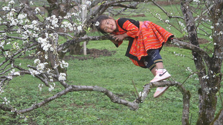 La spectaculaire floraison des pruniers sur le plateau de Môc Châu, annonciatrice du printemps ảnh 6 La spectaculaire floraison des pruniers sur le plateau de Môc Châu, annonciatrice du printemps ảnh 6