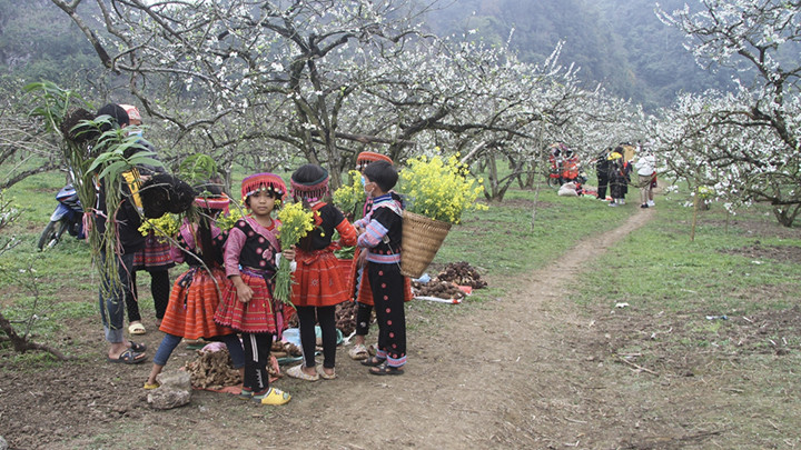 La spectaculaire floraison des pruniers sur le plateau de Môc Châu, annonciatrice du printemps ảnh 7 La spectaculaire floraison des pruniers sur le plateau de Môc Châu, annonciatrice du printemps ảnh 7