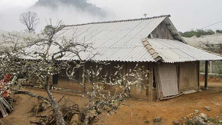 La spectaculaire floraison des pruniers sur le plateau de Môc Châu, annonciatrice du printemps ảnh 2 La spectaculaire floraison des pruniers sur le plateau de Môc Châu, annonciatrice du printemps ảnh 2