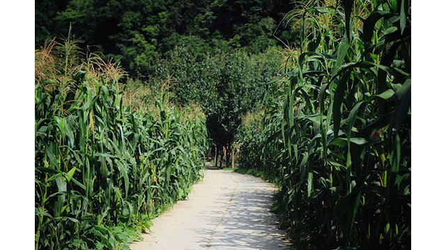 Un après-midi d'été à la « Maison de Pao » ảnh 6 Un après-midi d'été à la « Maison de Pao » ảnh 6