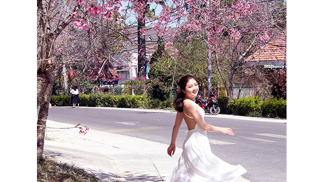 Les fleurs de cerisier illuminent la ville montagneuse de Dà Lat ảnh 2