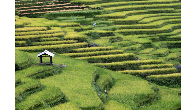 Les paysages spectaculaires des rizières en terrasse d’Y Ty ảnh 3