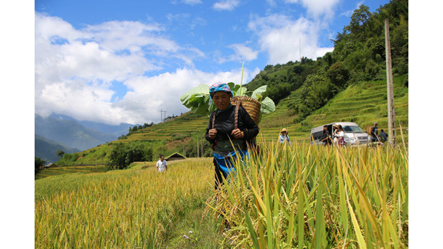 Les paysages spectaculaires des rizières en terrasse d’Y Ty ảnh 7