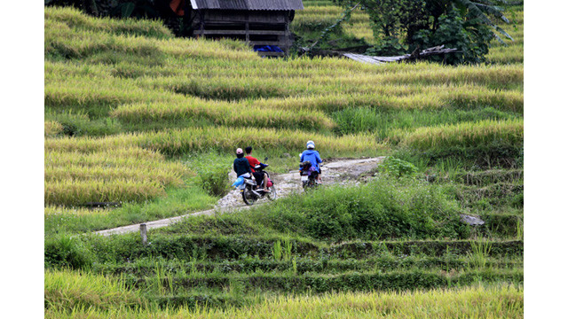 Les paysages spectaculaires des rizières en terrasse d’Y Ty ảnh 1