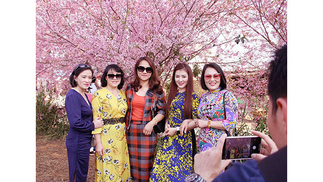 Les fleurs de cerisier illuminent la ville montagneuse de Dà Lat ảnh 7