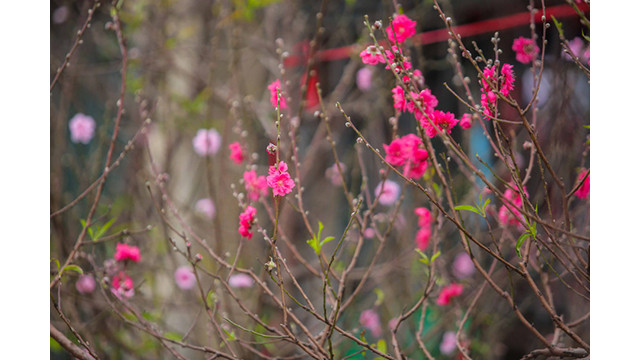 Des pêchers fleurissent dans les rues de la capitale au milieu du froid ảnh 7 Des pêchers fleurissent dans les rues de la capitale au milieu du froid ảnh 7