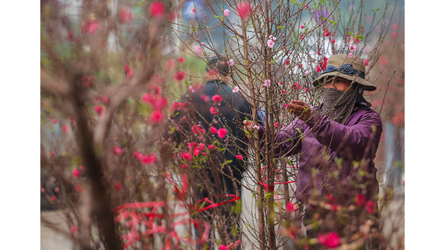 Des pêchers fleurissent dans les rues de la capitale au milieu du froid ảnh 11 Des pêchers fleurissent dans les rues de la capitale au milieu du froid ảnh 11