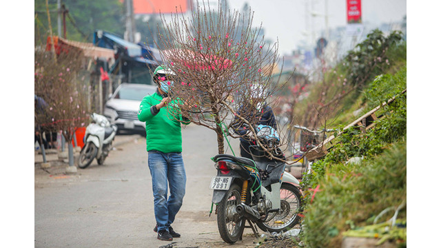 Des pêchers fleurissent dans les rues de la capitale au milieu du froid ảnh 6 Des pêchers fleurissent dans les rues de la capitale au milieu du froid ảnh 6