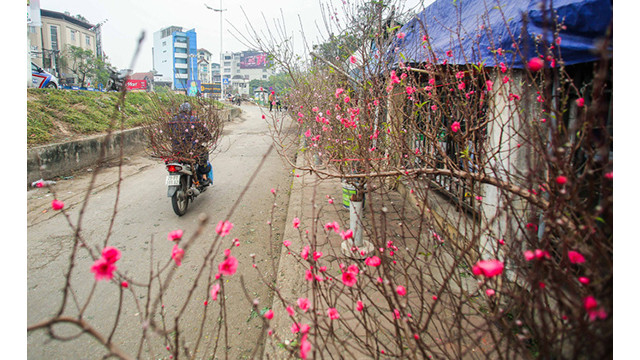 Des pêchers fleurissent dans les rues de la capitale au milieu du froid ảnh 8 Des pêchers fleurissent dans les rues de la capitale au milieu du froid ảnh 8