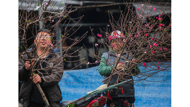 Des pêchers fleurissent dans les rues de la capitale au milieu du froid ảnh 3 Des pêchers fleurissent dans les rues de la capitale au milieu du froid ảnh 3