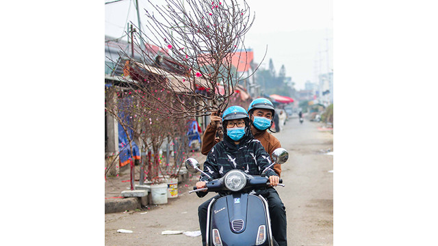 Des pêchers fleurissent dans les rues de la capitale au milieu du froid ảnh 13 Des pêchers fleurissent dans les rues de la capitale au milieu du froid ảnh 13