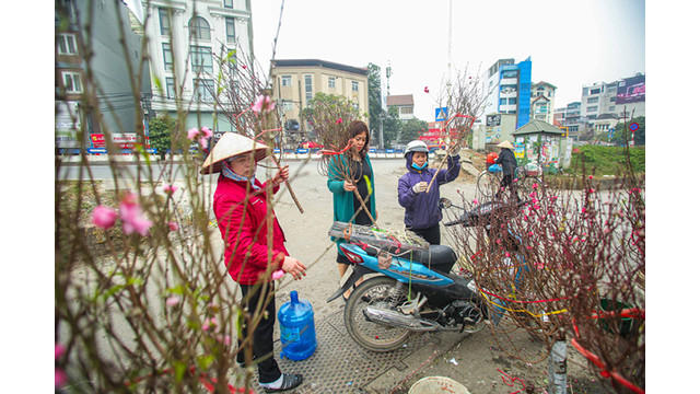 Des pêchers fleurissent dans les rues de la capitale au milieu du froid ảnh 15 Des pêchers fleurissent dans les rues de la capitale au milieu du froid ảnh 15