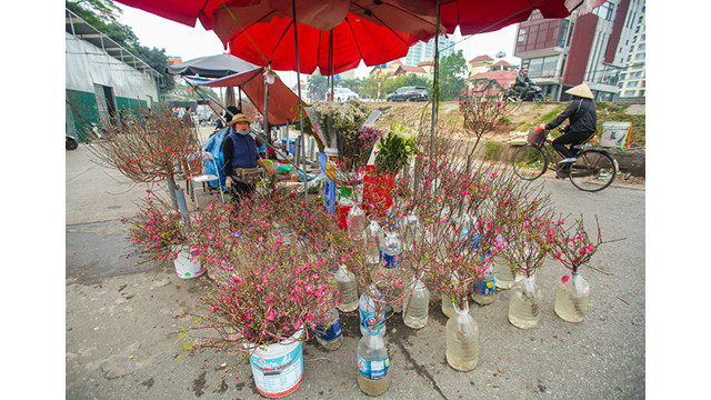 Des pêchers fleurissent dans les rues de la capitale au milieu du froid ảnh 14 Des pêchers fleurissent dans les rues de la capitale au milieu du froid ảnh 14