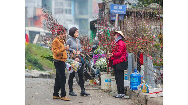 Des pêchers fleurissent dans les rues de la capitale au milieu du froid ảnh 9 Des pêchers fleurissent dans les rues de la capitale au milieu du froid ảnh 9