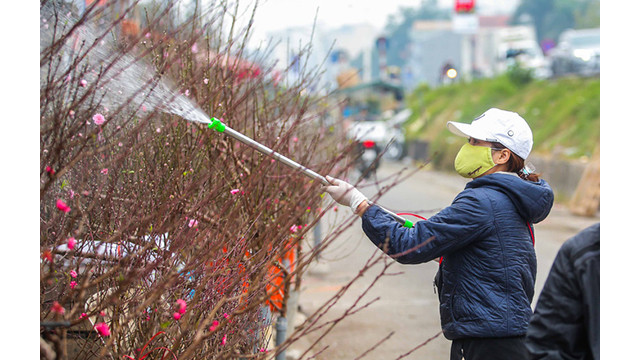 Des pêchers fleurissent dans les rues de la capitale au milieu du froid ảnh 12 Des pêchers fleurissent dans les rues de la capitale au milieu du froid ảnh 12