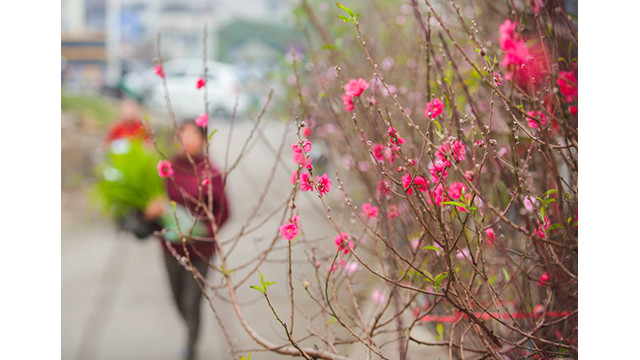 Des pêchers fleurissent dans les rues de la capitale au milieu du froid ảnh 2 Des pêchers fleurissent dans les rues de la capitale au milieu du froid ảnh 2