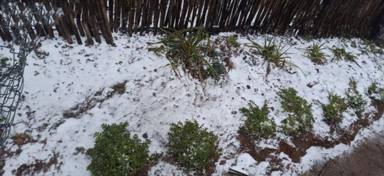 Il neige à Y Ty et à Sa Pa ảnh 13 Il neige à Y Ty et à Sa Pa ảnh 13