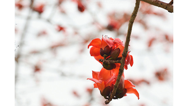 La rivière Nho Quê brille à la saison des fleurs de Bombax ảnh 15