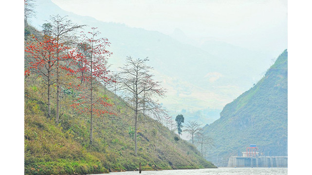La rivière Nho Quê brille à la saison des fleurs de Bombax ảnh 13
