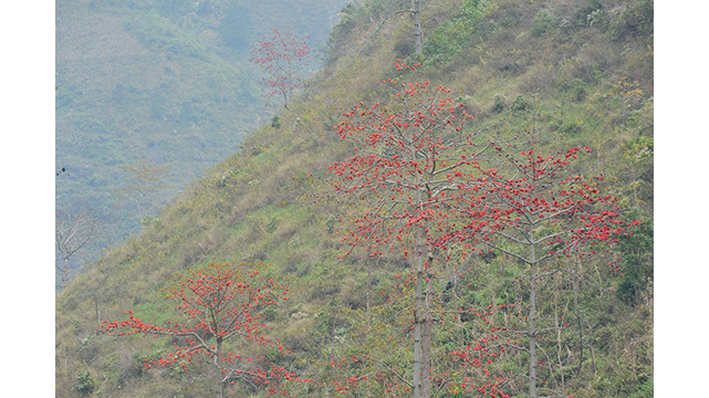 La rivière Nho Quê brille à la saison des fleurs de Bombax ảnh 14