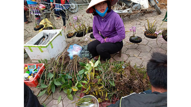 Unique marché montagnard à Lào Cai ảnh 6