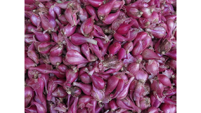 Ly Son à la saison des ails mûrs ảnh 16 Ly Son à la saison des ails mûrs ảnh 16