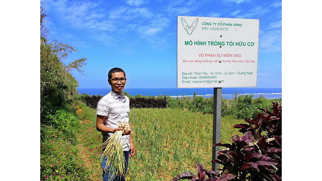 Ly Son à la saison des ails mûrs ảnh 11 Ly Son à la saison des ails mûrs ảnh 11